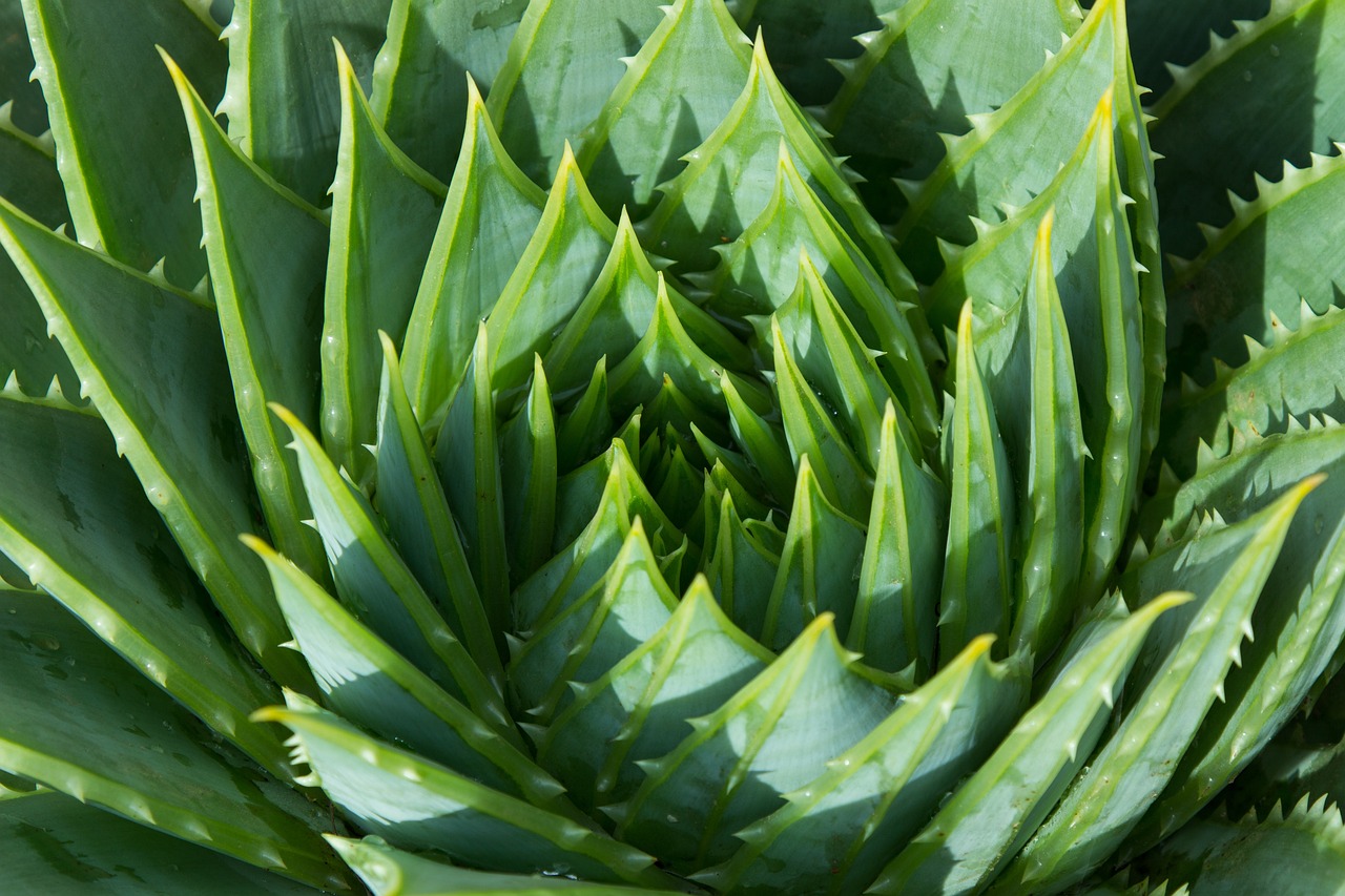 ontdek de wonderen van aloë vera! dit veelzijdige plantenextract staat bekend om zijn hydraterende en helende eigenschappen voor de huid en gezondheid. leer meer over de voordelen, toepassingen en hoe je aloë vera kunt integreren in je dagelijks leven voor een stralende huid en een gezond welzijn.