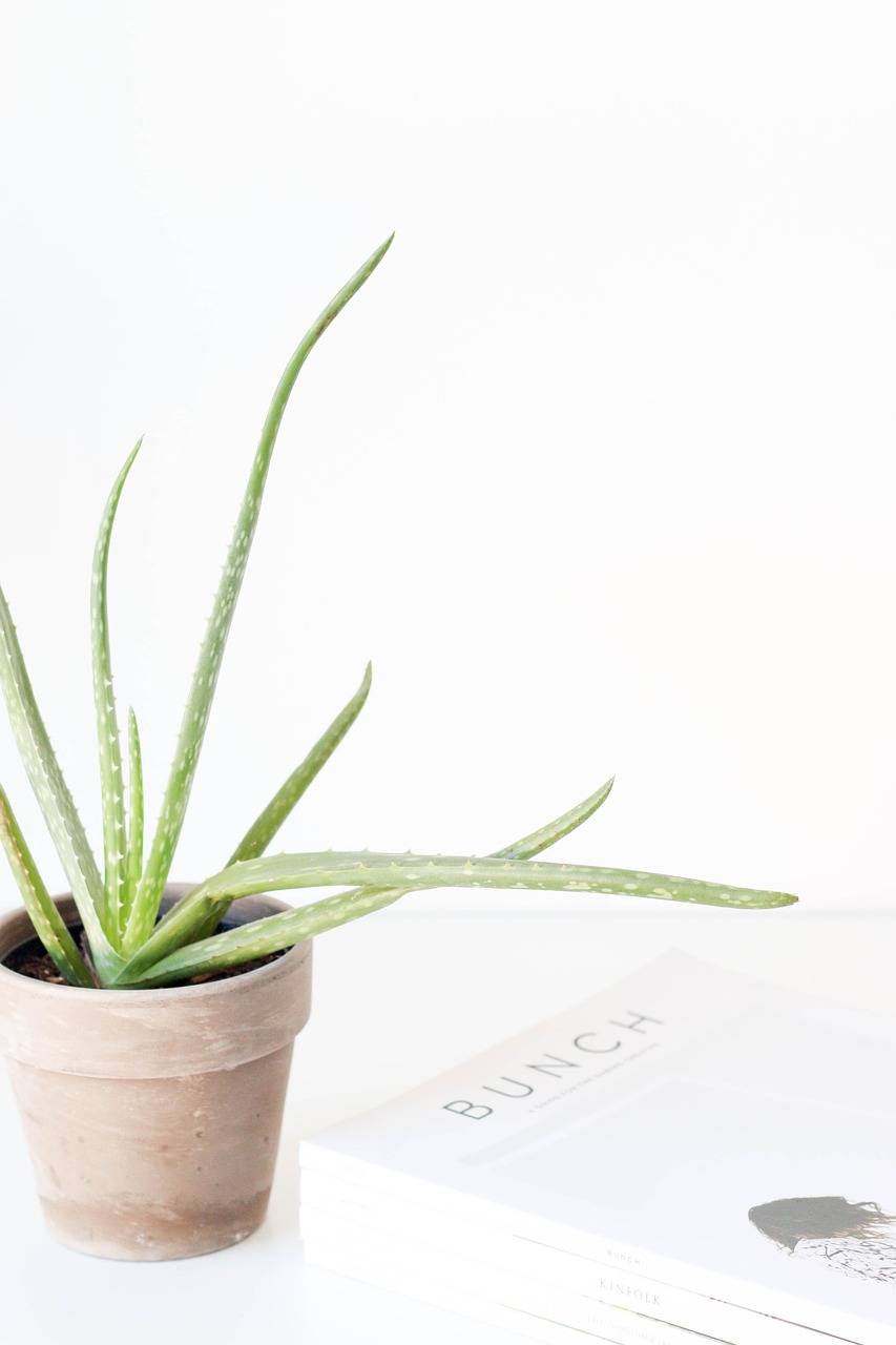 ontdek de voordelen van aloe vera voor je huid en gezondheid. leer hoe deze wonderplant kan helpen bij hydratatie, genezing en algemene welzijn. perfect voor natuurlijke verzorging!