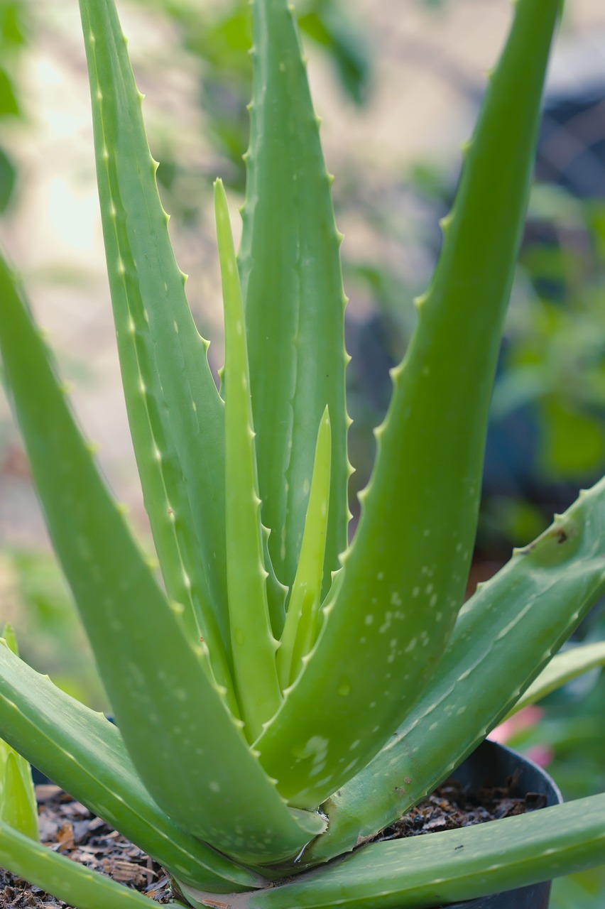 ontdek de voordelen van een aloe vera masker voor een stralende huid. dit hydraterende en kalmerende masker is perfect voor een verfrissende zelfzorgervaring. geef je huid de liefde die het verdient met natuurlijke ingrediënten.