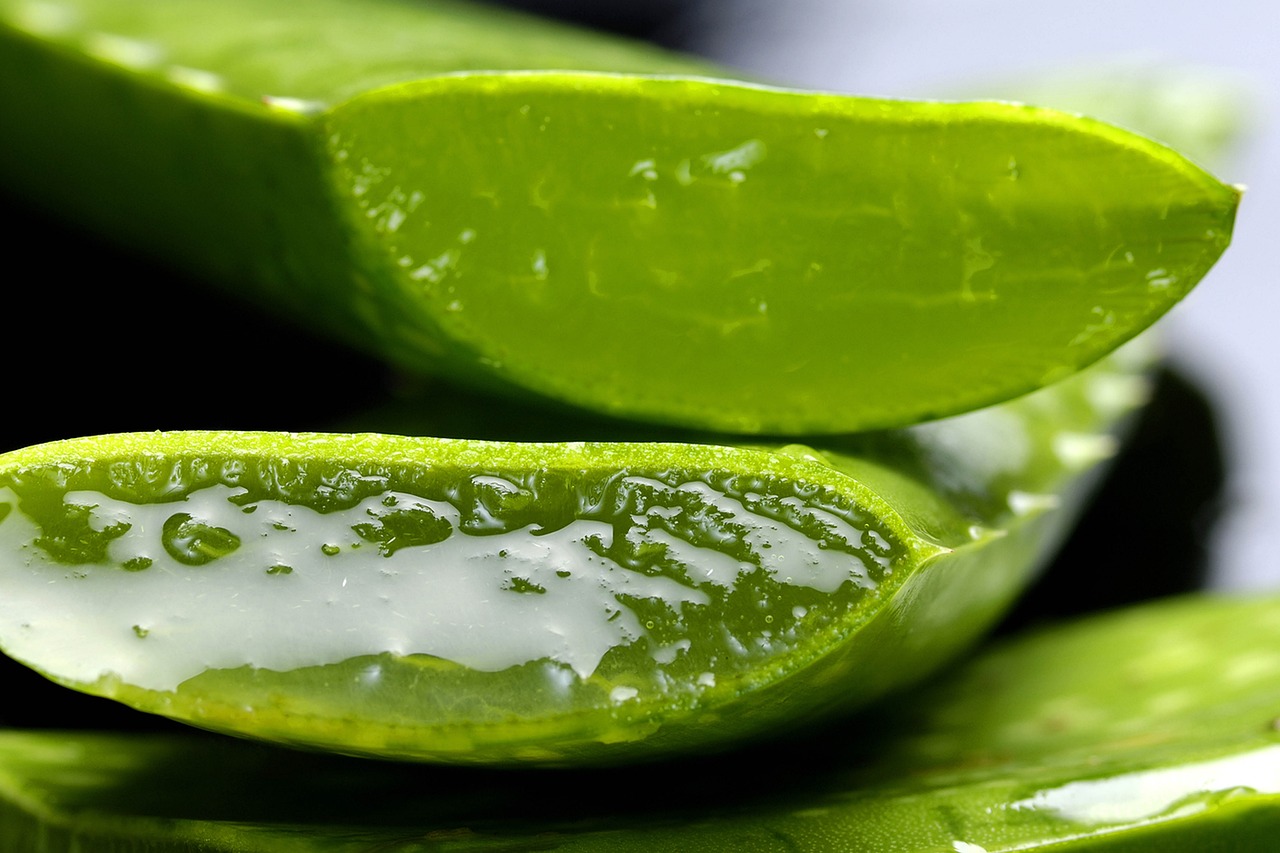 ontdek de vele voordelen van aloe vera voor huidverzorging en gezondheid. leer hoe je deze krachtige plant kunt gebruiken voor hydratatie, verzachting en meer!