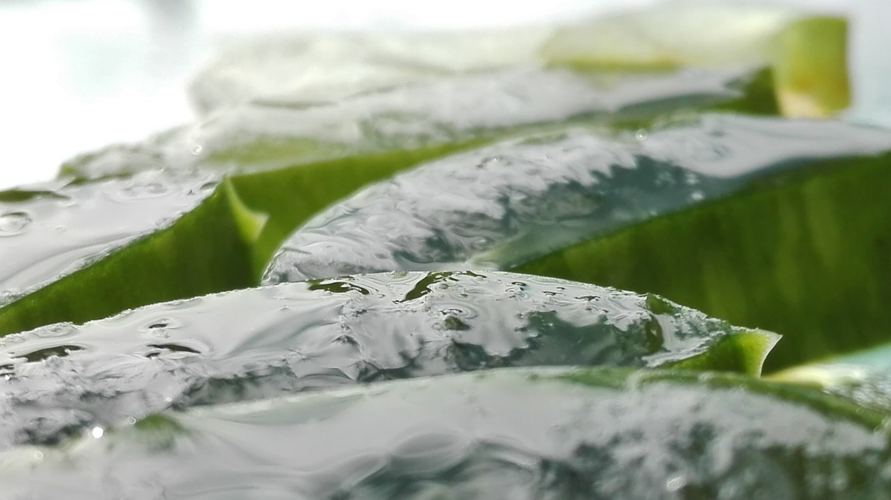 ontdek de voordelen van aloë vera voor je gezondheid en schoonheid. leer hoe deze veelzijdige plant je huid kan hydrateren, werken als een natuurlijk medicijn en nog veel meer.