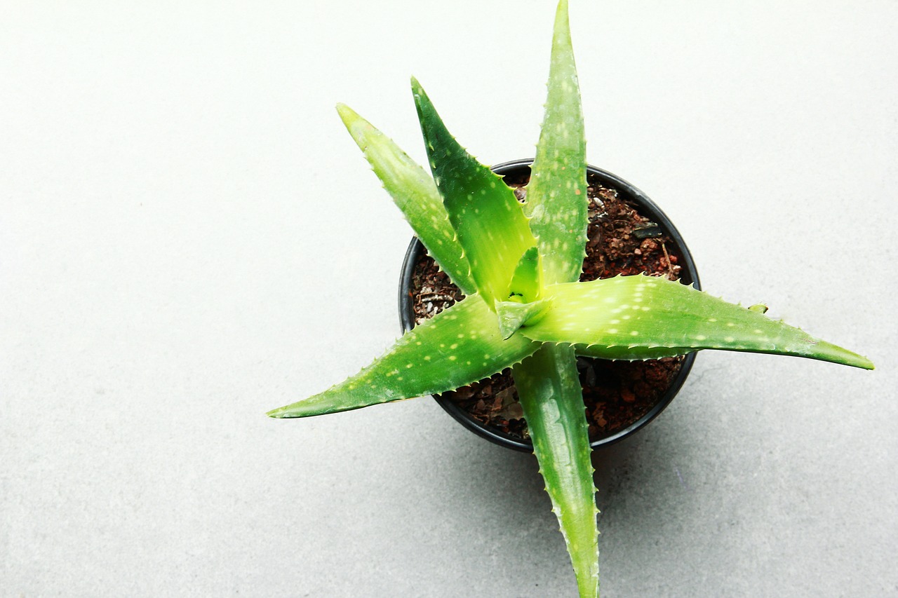 ontdek de voordelen van aloe vera voor huid en gezondheid. leer alles over de verzorgende en genezende eigenschappen van deze veelzijdige plant en hoe je het kunt gebruiken in je dagelijkse routine.