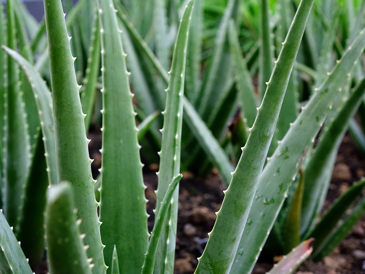 ontdek de veelzijdige voordelen van aloe vera voor je gezondheid en huidverzorging. leer hoe deze wonderplant kan helpen bij hydratatie, genezing en verfrissing. perfect voor dagelijks gebruik!