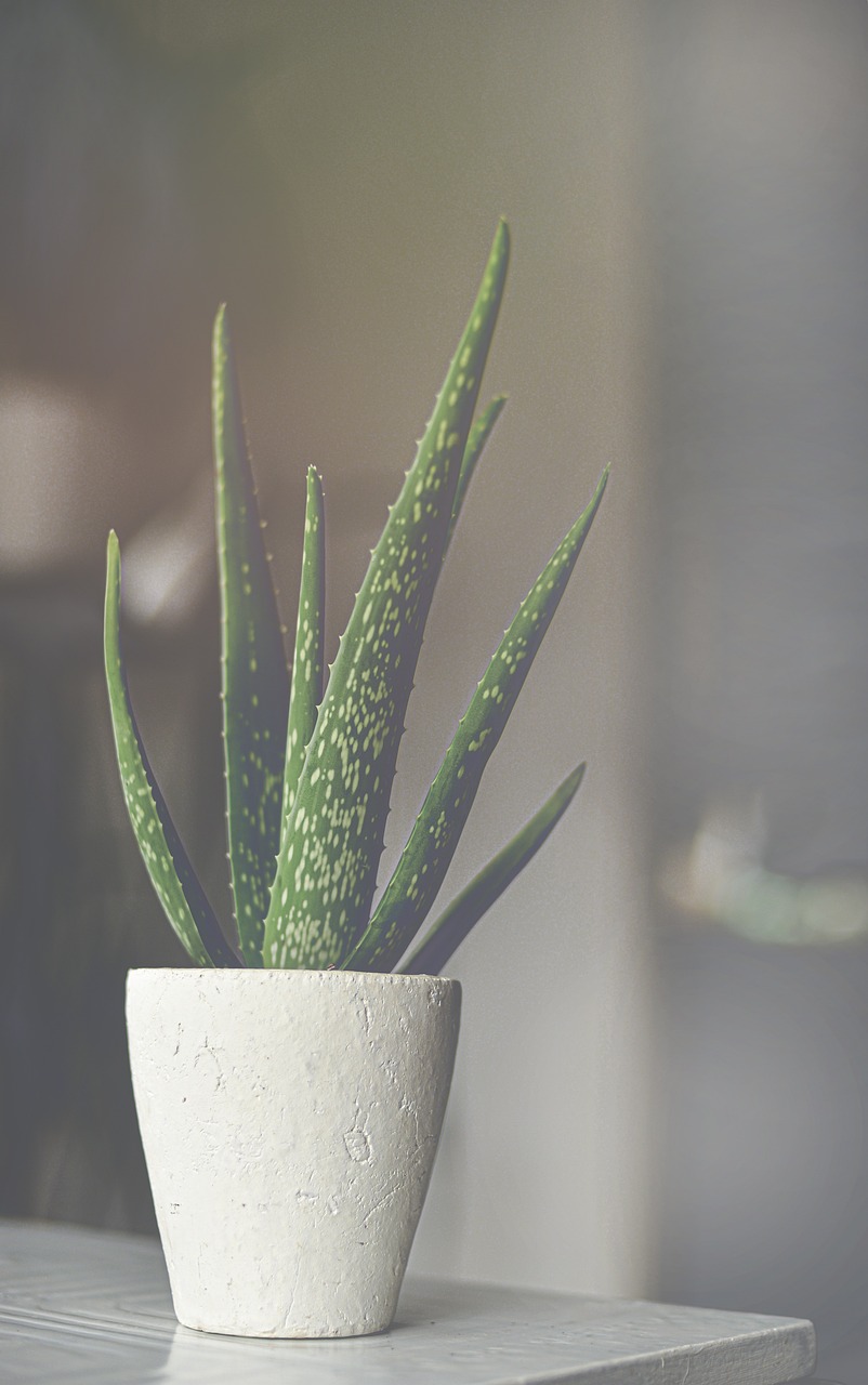 ontdek de voordelen van aloë vera voor de huid en gezondheid. leer hoe deze veelzijdige plant kan helpen bij hydratatie, genezing en welzijn. perfect voor natuurlijke verzorging!