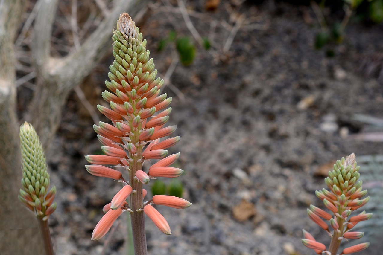 ontdek de vele voordelen van aloe vera voor huid, haar en gezondheid. leer hoe je deze veelzijdige plant kunt gebruiken voor natuurlijke verzorging en welzijn.