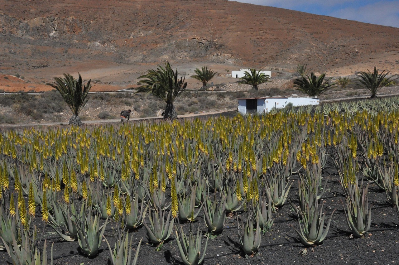 ontdek de vele voordelen van aloe vera voor huid, haar en gezondheid. lees alles over het gebruik, de werking en de verzorgende eigenschappen van deze plant.