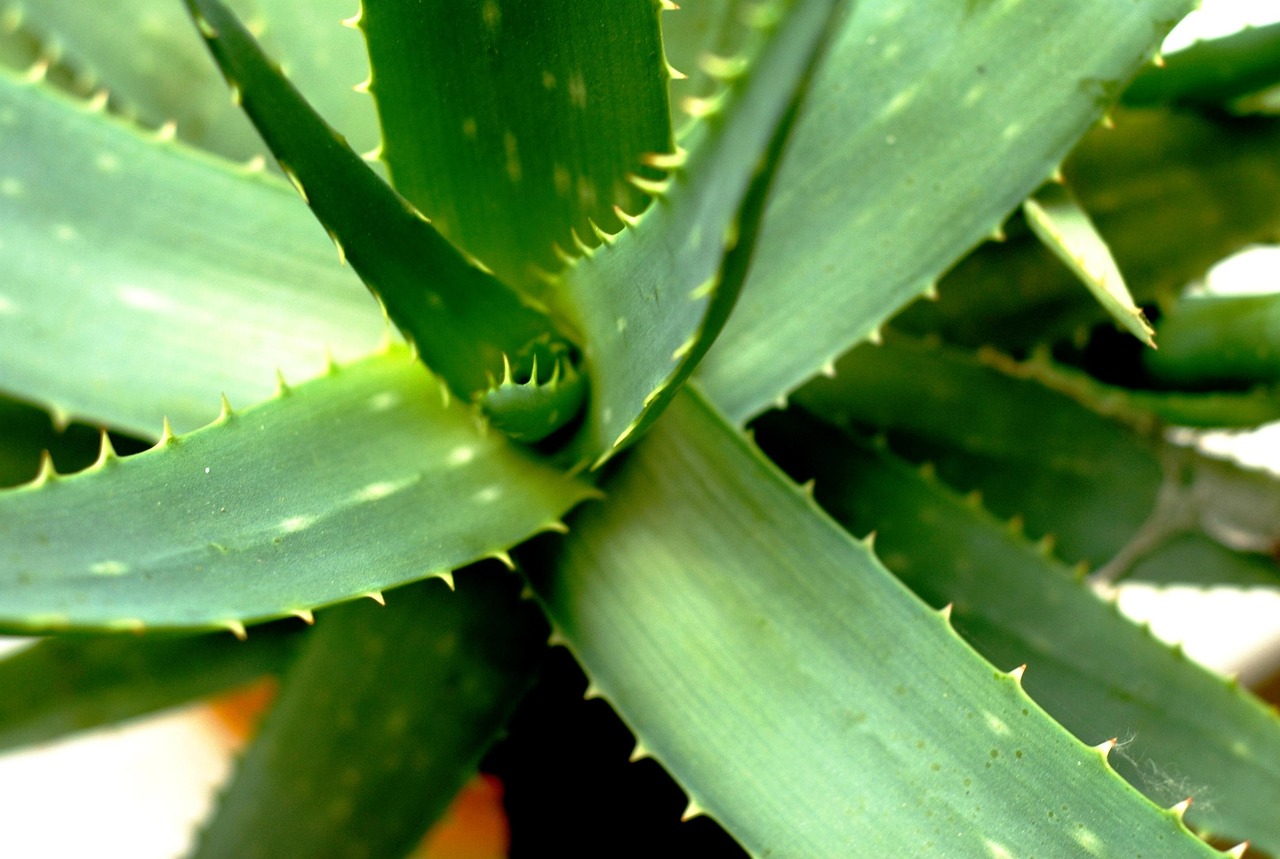 ontdek alles over aloë vera: de voordelen voor huid en gezondheid, toepassingen, verzorgingstips en waarom deze plant zo populair is in natuurlijke verzorging.