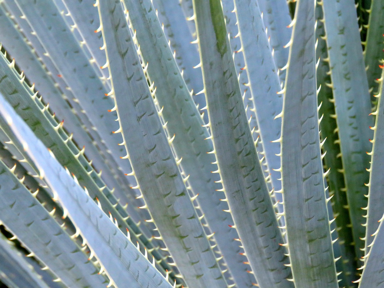 ontdek de voordelen van aloe vera voor je huid, gezondheid en welzijn. leer meer over het gebruik, de toepassingen en de natuurlijke werking van deze bijzondere plant.