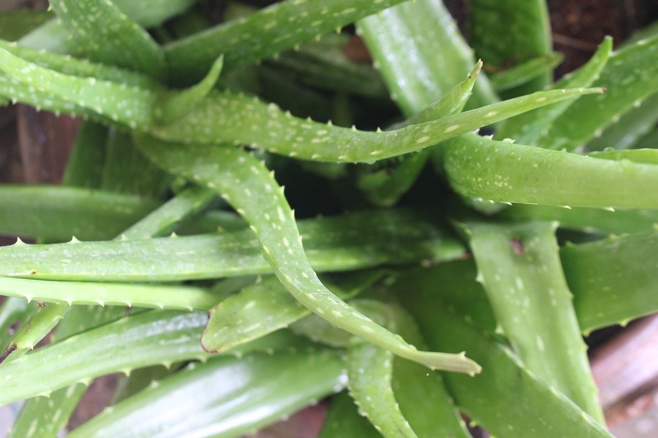 ontdek de voordelen van aloë vera voor huid, haar en gezondheid. leer meer over toepassingen, tips en natuurlijke producten met aloë vera-extract.