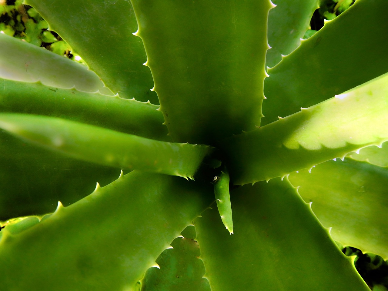 ontdek alles over aloë vera: de voordelen, toepassingen en tips voor het gebruik van deze bijzondere plant voor huid, gezondheid en welzijn.