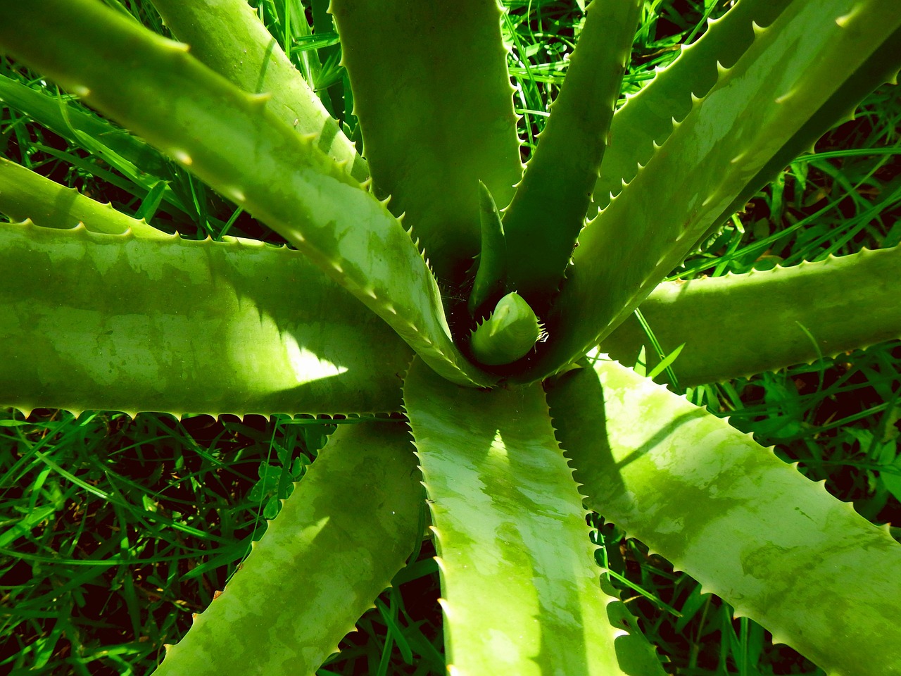 ontdek de voordelen van aloë vera: een multifunctionele plant bekend om zijn hydraterende en helende eigenschappen voor huid, haar en gezondheid.