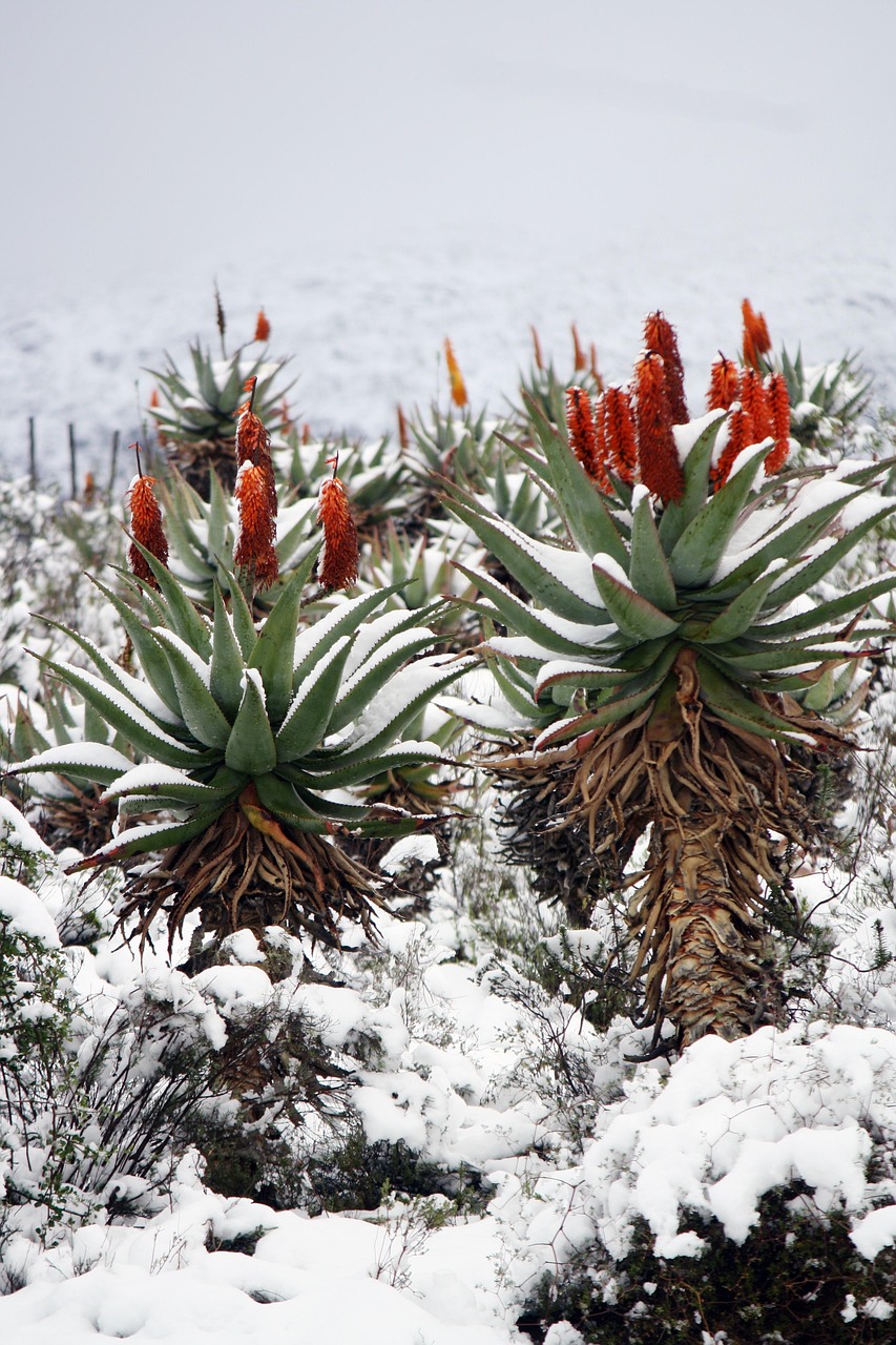 ontdek alles over aloe vera: de voordelen voor huid en gezondheid, toepassingen, wetenschappelijke inzichten en de beste producten. leer hoe je aloe vera veilig en effectief kunt gebruiken.