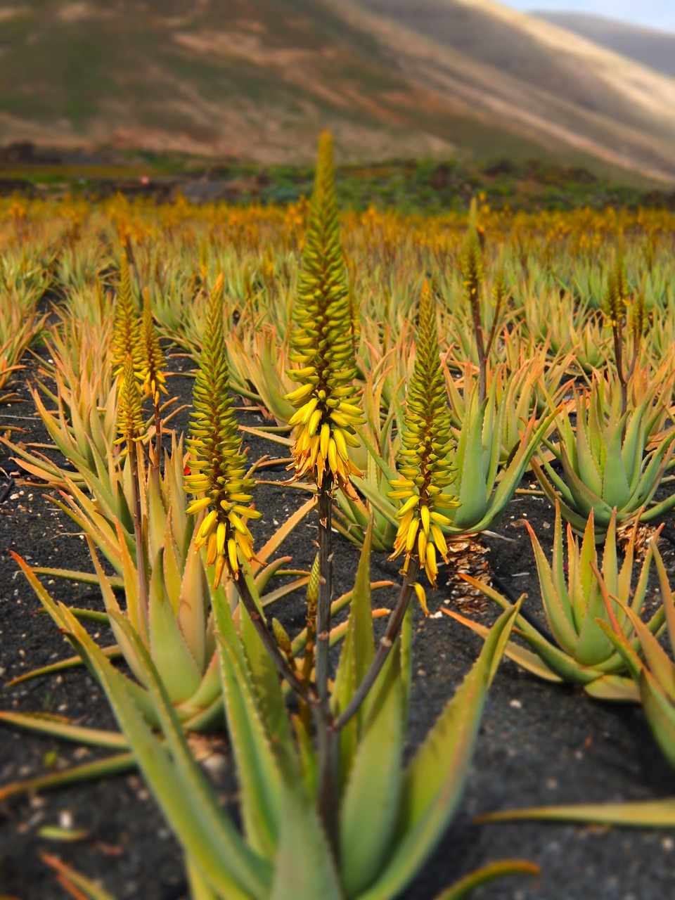 ontdek de vele voordelen van aloë vera voor huid, haar en gezondheid. leer meer over toepassingen, eigenschappen en tips voor dagelijks gebruik van deze wonderplant.