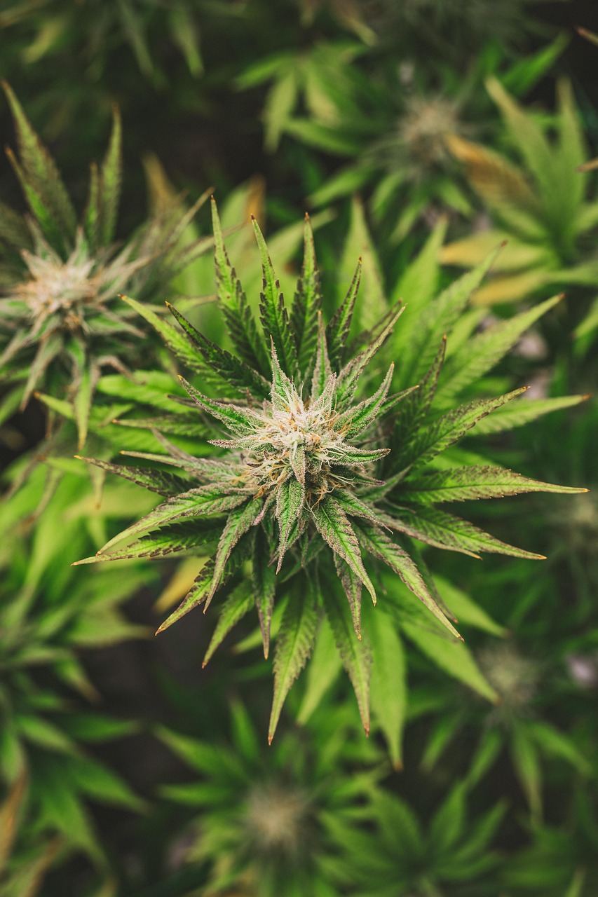 ontdek de veelzijdige voordelen van aloë vera voor huid, haar en gezondheid. leer meer over het gebruik, de toepassingen en de werking van deze wonderplant.