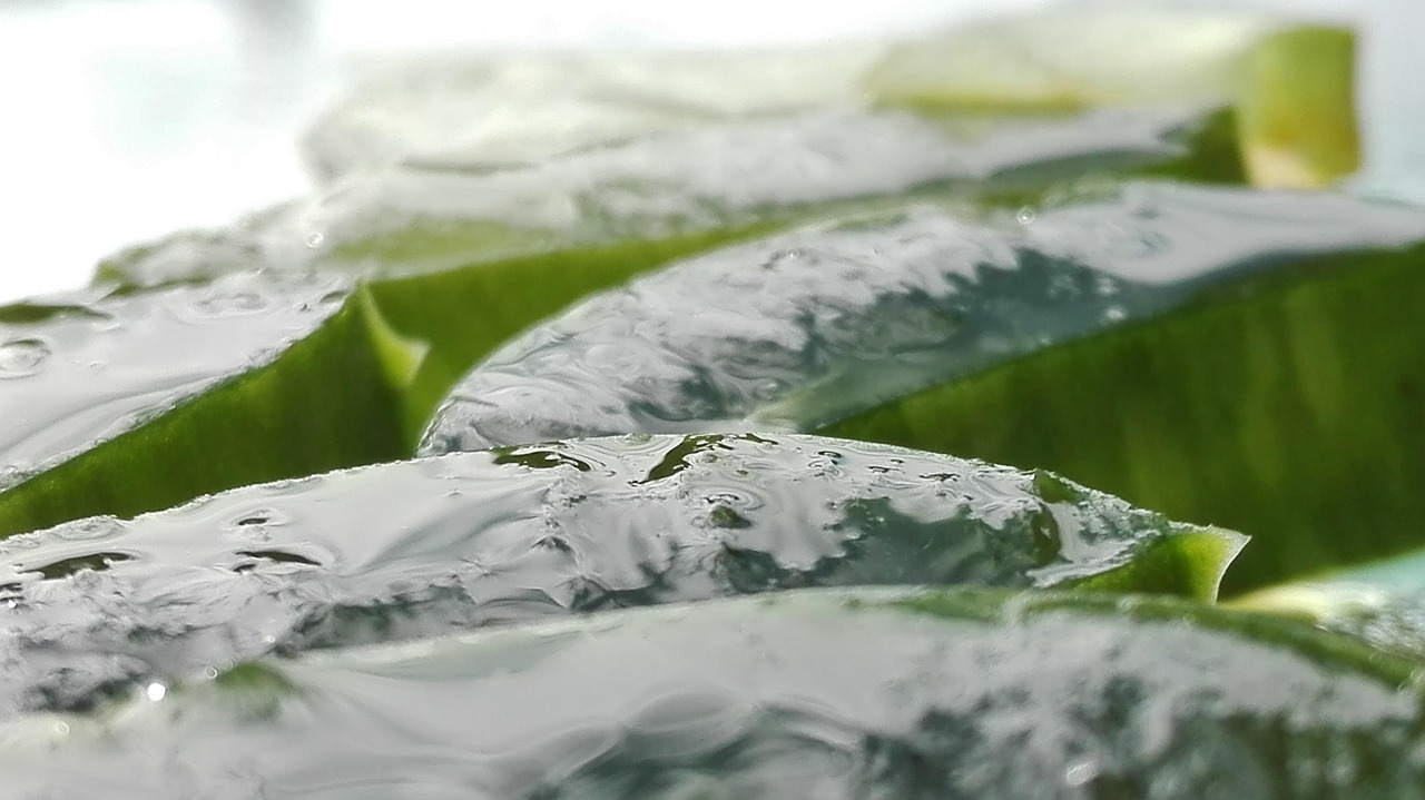 ontdek de voordelen van aloe vera voor je huid en gezondheid. leer alles over het gebruik, toepassingen en werking van deze bijzondere plant. natuurlijke verzorging met aloe vera!