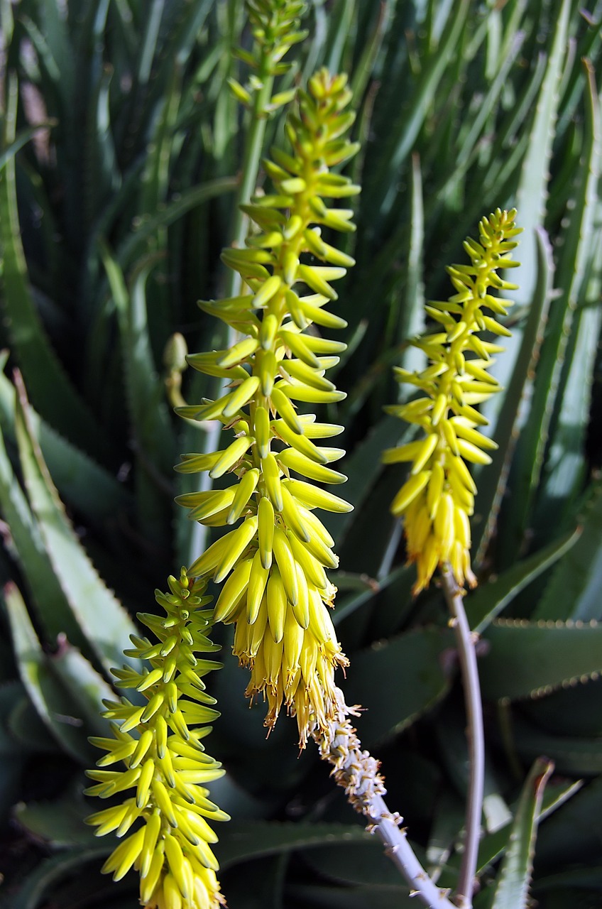 ontdek de voordelen van aloe vera voor je huid, haar en gezondheid. lees meer over toepassingen, verzorgingsproducten en tips voor dagelijks gebruik van deze veelzijdige plant.