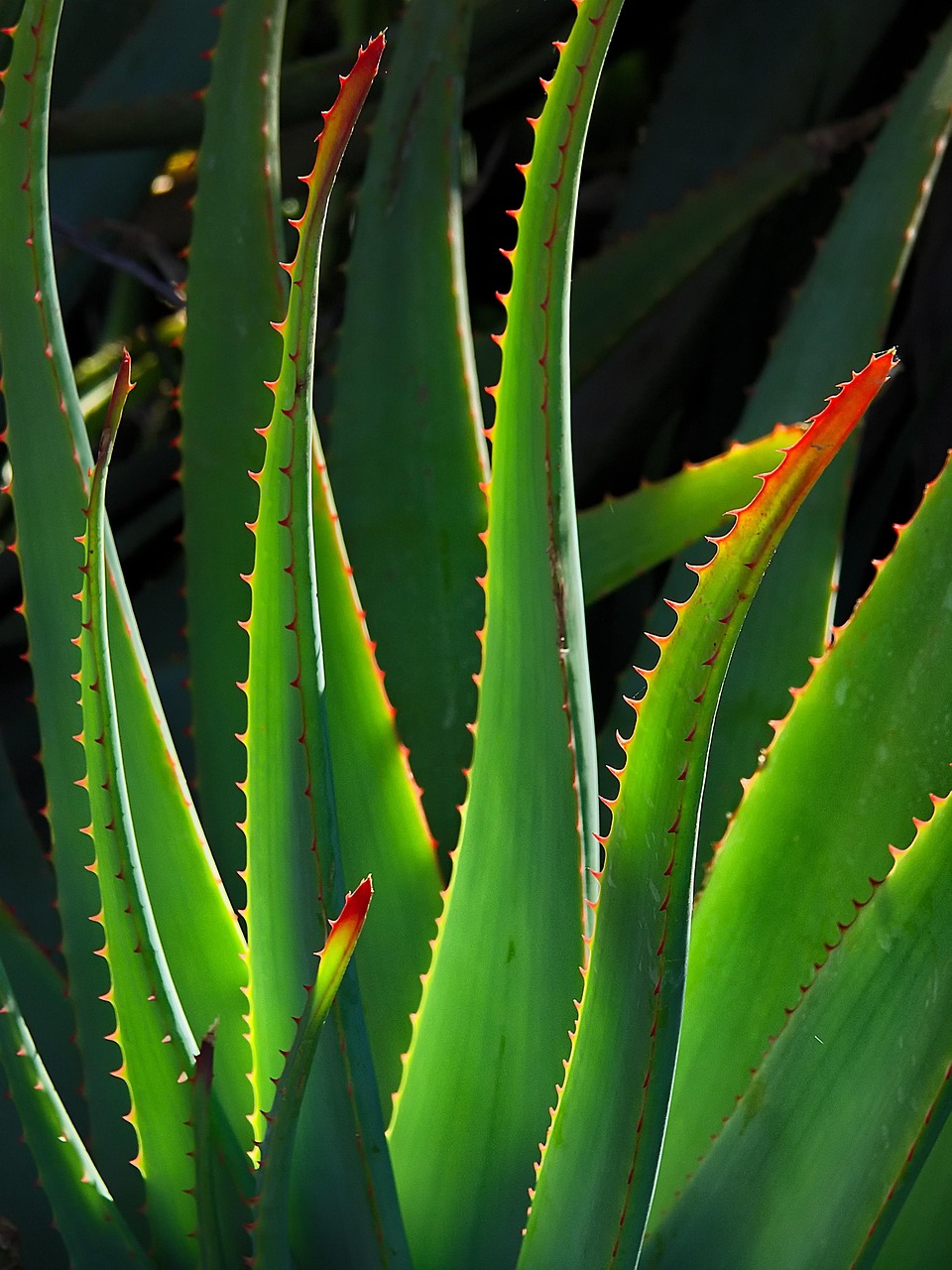 ontdek de vele gezondheidsvoordelen van aloë vera! leer hoe deze krachtige plant wordt gebruikt voor huidverzorging, wondgenezing en algemene wellness.