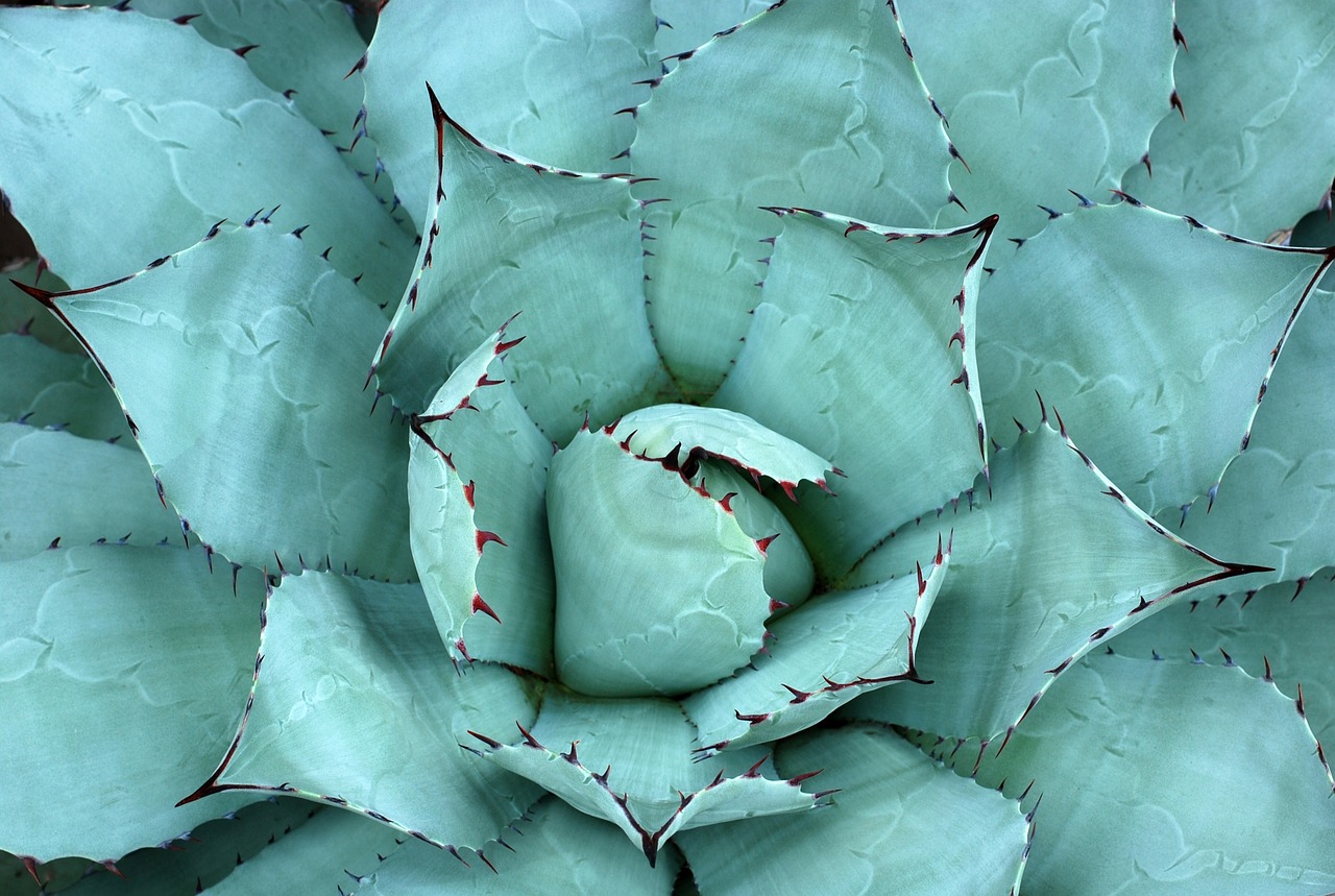 ontdek de gezondheidsvoordelen van aloë vera! leer meer over hoe aloë vera je huid, haar en algehele gezondheid kan ondersteunen met natuurlijke eigenschappen.