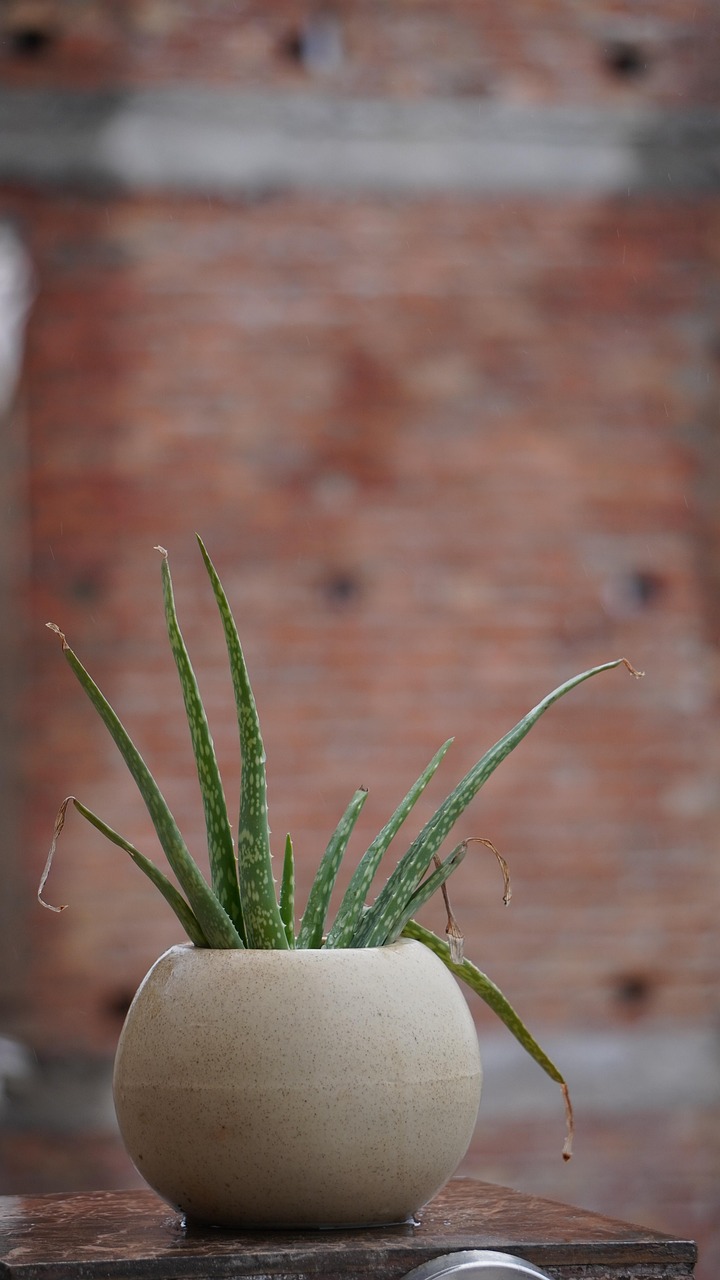 ontdek onze hoogwaardige aloë vera producten voor huidverzorging en welzijn. natuurlijke ingrediënten voor een gezonde, stralende huid. bestel nu online!
